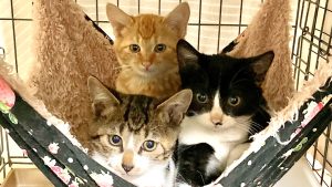 キャロル裏子猫